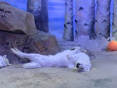 -芜湖新华联大白鲸海洋公园