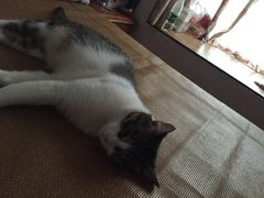 成果-伟伟宠物医院·CT影像中心·瑞派犬猫综合性门诊(汉口总院)