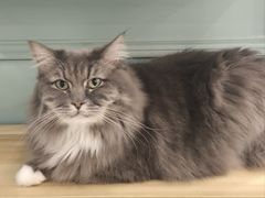 -安格丽娜·狗咖·猫咖羊驼咖(春熙路百盛商场店)