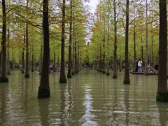 -泗洪洪泽湖湿地景区
