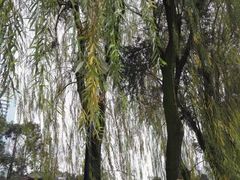 -温江公园