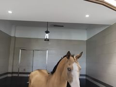 -中国马镇舞马世界主题乐园