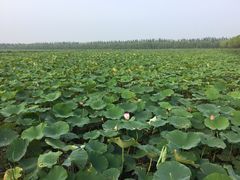 -西青郊野公园