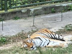 -上海野生动物园