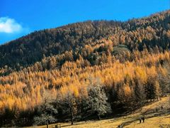 -芦芽山旅游度假区