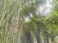 -望江楼公园