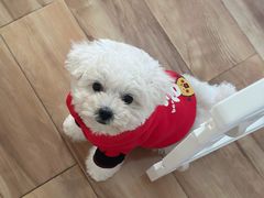 -翊宠yipet猫狗购宠庄园犬舍•猫舍