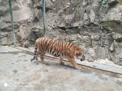 -栾川竹海野生动物园