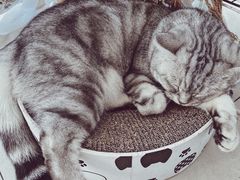-平行世界·猫咖(首经贸店)