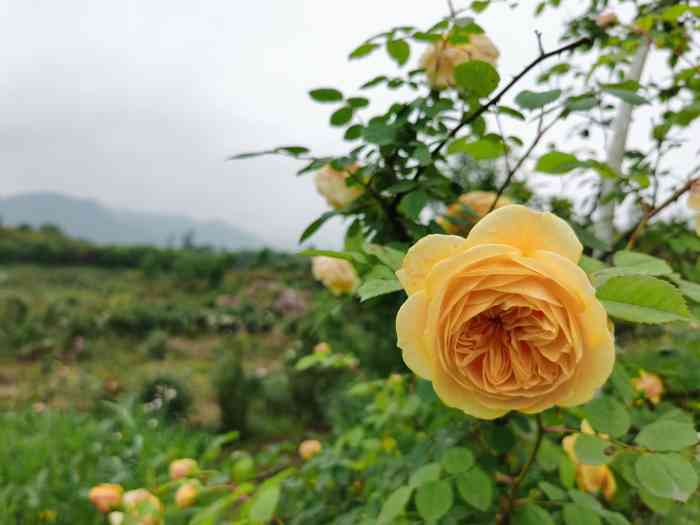 洛莎玫瑰园-"和姐妹无意中发现这个地方于是决定去看看.