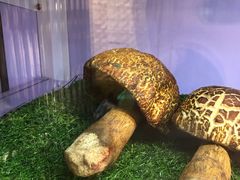 -七采菌园·石锅鱼野生菌火锅(环城北路店)