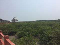 -北海金海湾红树林生态旅游区