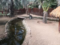 -呀路古热带植物园