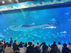 -烟台海昌鲸鲨海洋公园