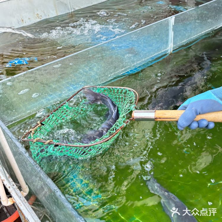 淄博烤鱼求推荐！还有比这家更好吃的烤鱼吗？