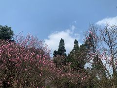 -缙云山景区