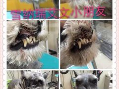 -我爱吾宠宠物美容院(朝阳路店)