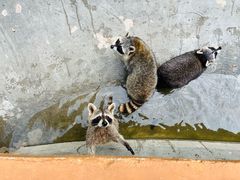 -泉州海丝野生动物世界