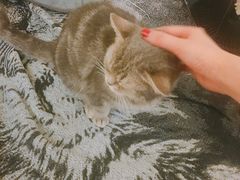 -猫色咖啡·猫咖