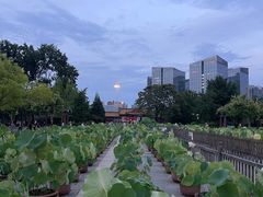 -莲花池公园