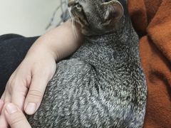 -动物缘宠物医院·骨科·猫科(西二环店)