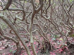 -木兰云雾山