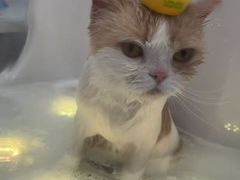 -老吴的猫·猫舍(新区店)