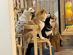 -柴迷FANS CLUB·柴犬狗咖·猫咖