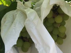 -马陆小张葡萄园农家乐