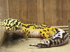 -酷以爬仙阁实体爬宠店·守宫·蜥蜴·专业繁育