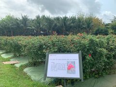 -亚龙湾国际玫瑰谷