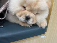 -芭比堂动物医院·CT·微创中心(新顺分院)