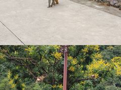 -历山猕猴源景区
