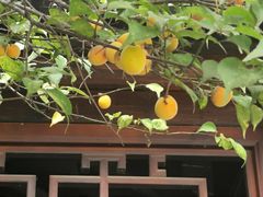 -芥子园