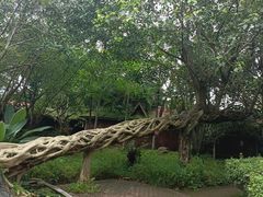 -瑞丽独树成林风景区