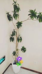 点击看大图 -Lily纤美·科技减脂中心