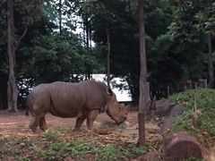 -清迈夜间动物园