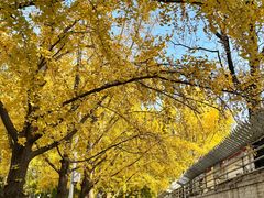 -三里屯东五街银杏大道