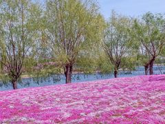 -羊亭河湿地公园