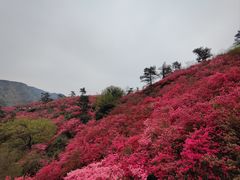 -木兰云雾山