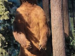 -陕西自然博物馆