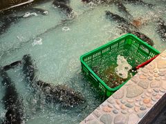 -鱼窝棚柴火铁锅炖(富山屯店)