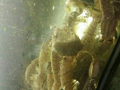 -老船长海鲜大排档(银滩店)