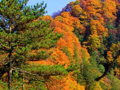 -光雾山旅游景区