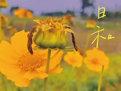 -空港花田景区