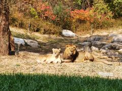 -北京野生动物园