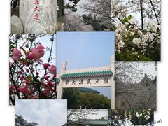 -武汉大学-樱园