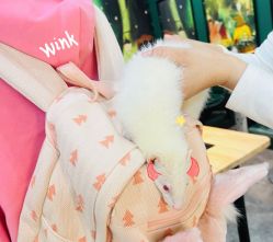 -神奇动物撸宠馆·羊驼·小浣熊·异宠(豫园店)