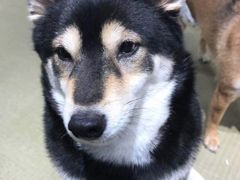-逗柴咖啡屋·狗咖猫咖宠物桌游