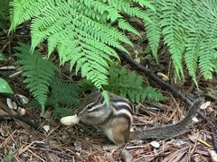 -五营红松林海景区